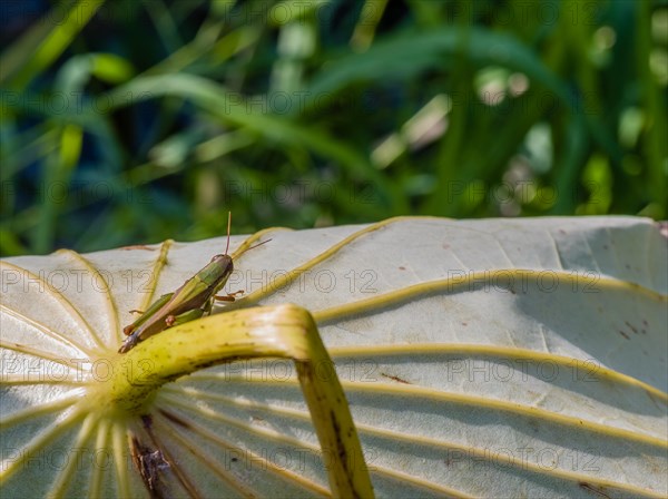 Closeup of grasshopper on underside of large leaf with bent stem