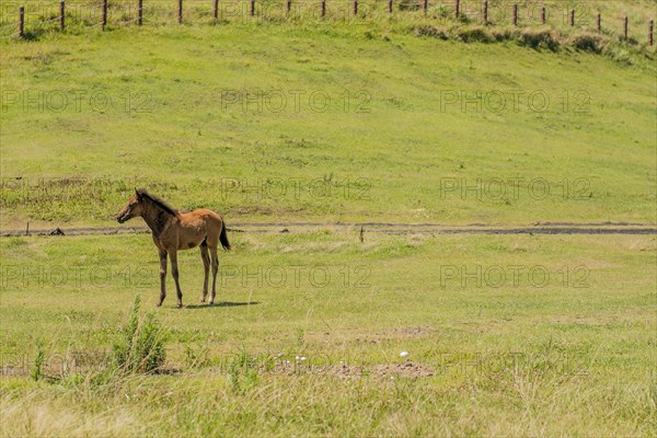 Young colt in green field on sunny day in South Korea