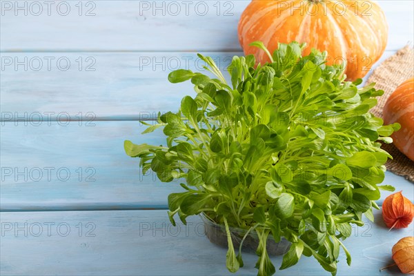 Microgreen sprouts of lettuce with pumpkin on blue wooden background. Side view, copy space, close up