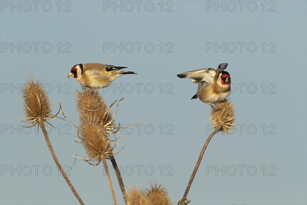 European goldfinch (Carduelis carduelis) two adult birds feeding on a Teasel (Dipsacus fullonum) seedhead, Lincolnshire, England, United Kingdom, Europe