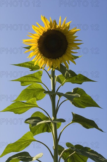 Sunflower (Helianthus annuus) in summer, Quebec, Canada, North America