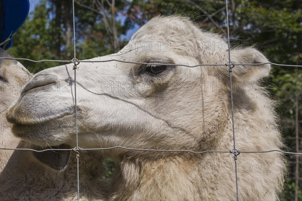 White Camel (Camelus) photographed in captivity through wire mesh fence, Quebec, Canada, North America