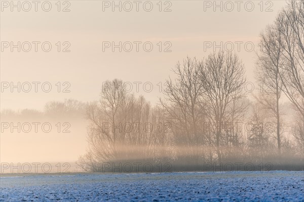 Morning calm in the lowlands in the winter months. Bas-Rhin, Alsace, Grand Est, France, Europe