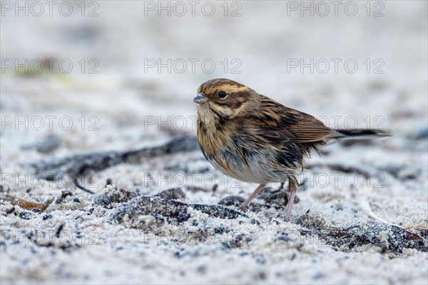 Reed bunting, Heligoland