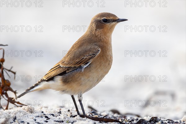 Wheatear, Heligoland