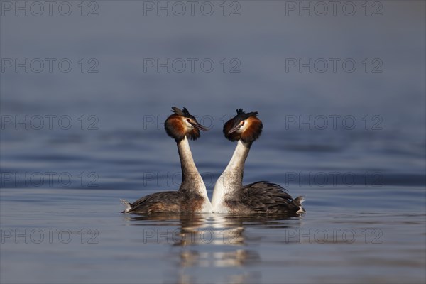 Great crested grebe (Podiceps cristatus) two adult birds performing their courtship display on a lake, Norfolk, England, United Kingdom, Europe