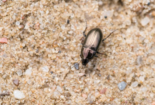 Common sun beetle (Amara aenea), metallic shining ground beetle runs over sandy ground, close-up, macro photograph, Lower Saxony, Germany, Europe