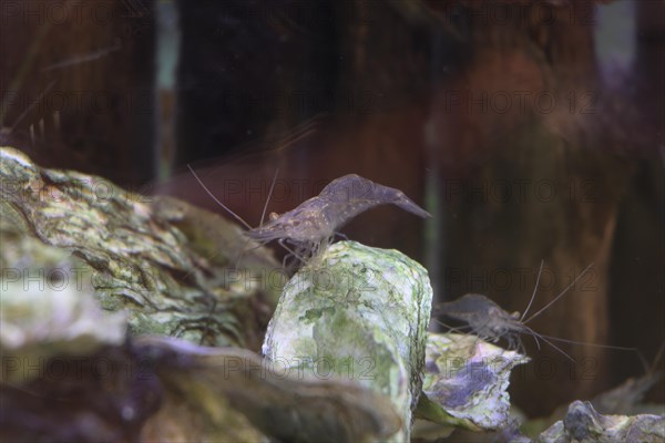 Brown shrimp (Crangon crangon) in the aquarium, NABU nature park Park House, Krummhoern-Greetsiel, Germany, Europe