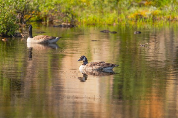 Canada goose (Branta canadensis), nature photograph, Edland, Vestfold, Norway, Europe