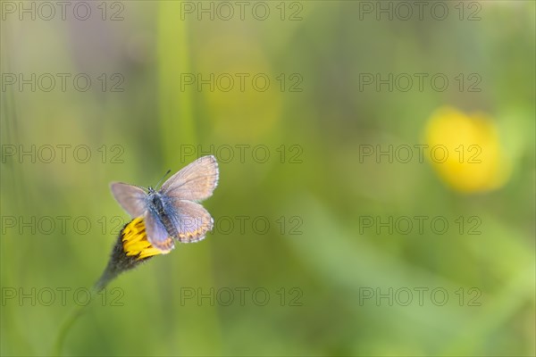 Silver-studded blue (Plebejus argus), close-up, nature photograph, Norway, Tinn, Vestfold, Europe