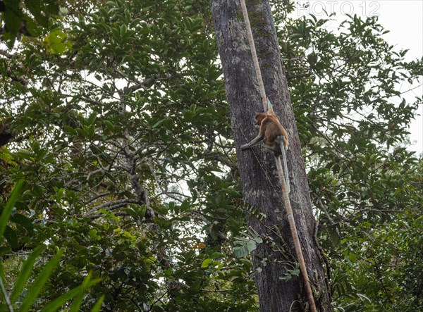 Proboscis Monkey climbing on tree in Bako national park, Borneo, Malaysia. Jungle, tropics concept