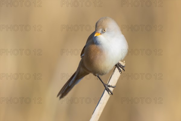 bearded tit