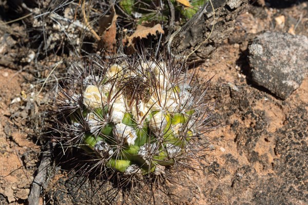 Weingartia neocumingii