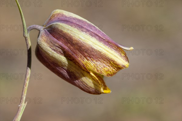 Pyrenees chess flower