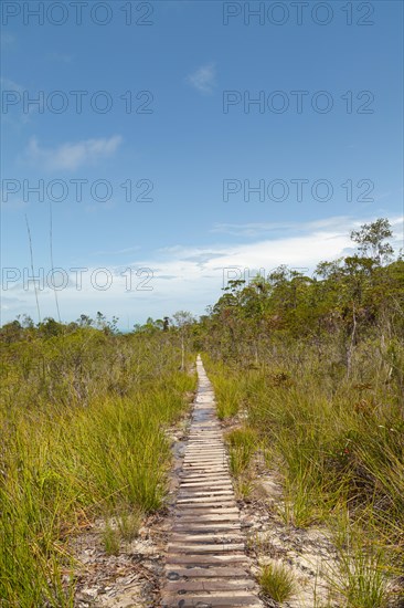 Wooden deck, jungle path in Bako national park, sunny day, blue sky and grass. Vacation, travel, tropics concept, no people, Malaysia, Kuching, Asia