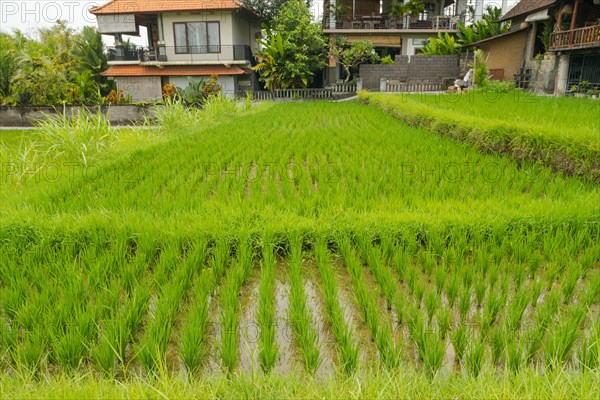 Rice terraces, Campuhan ridge walk, Bali, Indonesia, track on the hill with grass, large trees, jungle and rice fields. Travel, tropical, Ubud, Asia