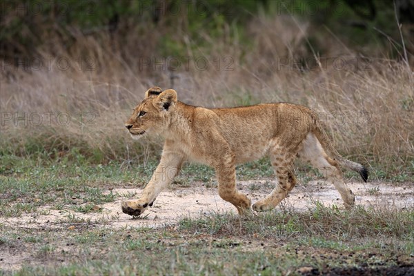 Lion (Panthera leo), young, stalking, running, alert, Sabi Sand Game Reserve, Kruger National Park, Kruger National Park, South Africa, Africa