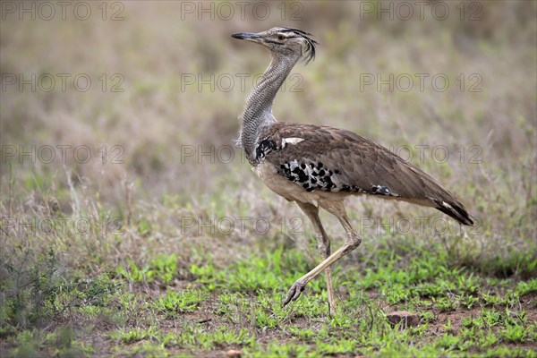 Kori bustard (Ardeotis kori), adult, running, foraging, vigilant, Kruger National Park, Kruger National Park, South Africa, Africa