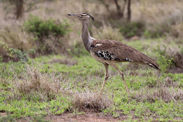 Kori bustard (Ardeotis kori), adult, running, foraging, vigilant, Kruger National Park, Kruger National Park, South Africa, Africa