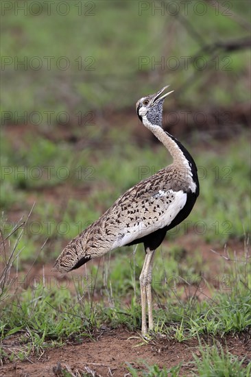 Red-crested Bustard, (Lophotis ruficrista), adult, calling, Kruger National Park, Kruger National Park, South Africa, Africa