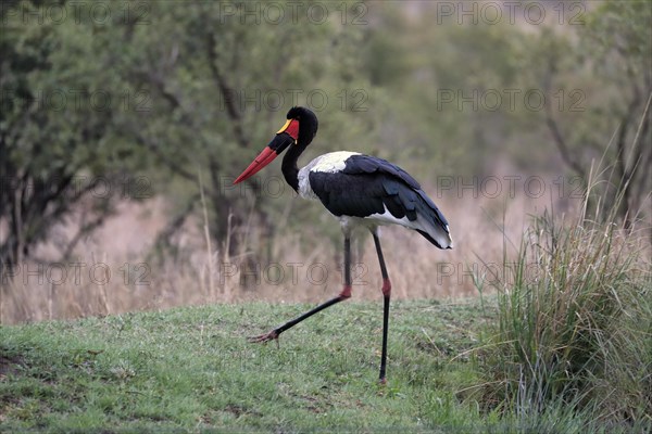 Saddle-billed stork (Ephippiorhynchus senegalensis), adult, foraging, Sabi Sand Game Reserve, Kruger National Park, Kruger National Park, South Africa, Africa