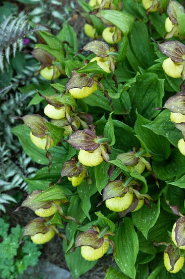 Beautiful orchid flowers of yellow color with green leaves in the garden. Lady's-slipper hybrids. Close up