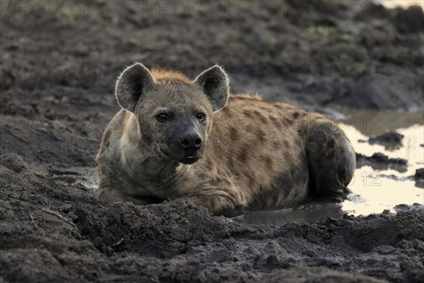 Spotted hyena (Crocuta crocuta), adult, in water, resting, Sabi Sand Game Reserve, Kruger National Park, Kruger National Park, South Africa, Africa