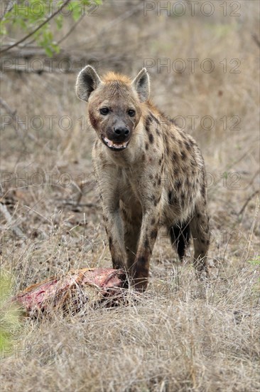 Spotted hyena (Crocuta crocuta), adult, with prey, Sabi Sand Game Reserve, Kruger National Park, Kruger National Park, South Africa, Africa