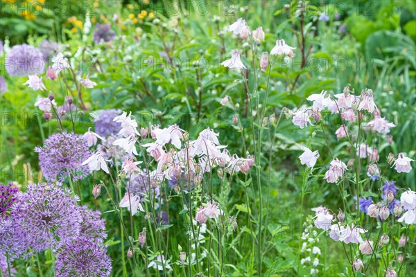 Beautiful columbine or aquilegia pink flowers in the garden, selective focus