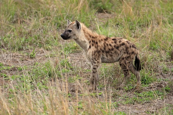 Spotted hyena (Crocuta crocuta), half-grown juvenile, alert, Kruger National Park, Kruger National Park, South Africa, Africa