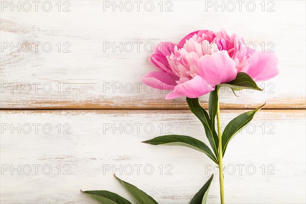 Beautiful peony pink flowers on white wooden background, flat lay, top view, copy space