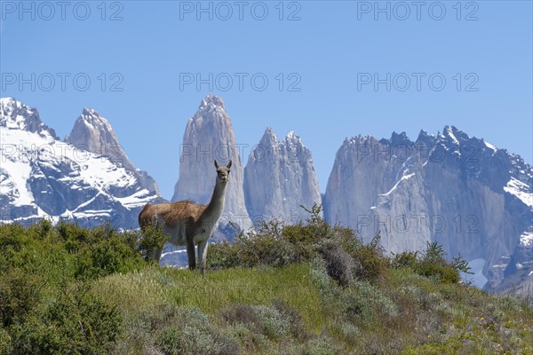 Guanaco (Llama guanicoe), Huanako, Torres del Paine National Park, Patagonia, End of the World, Chile, South America