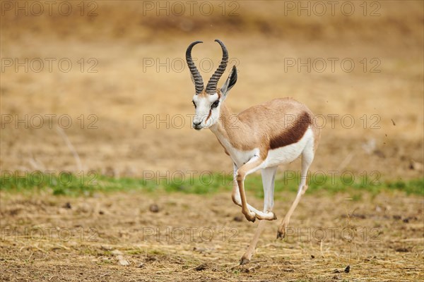 Springbok (Antidorcas marsupialis) in the dessert, captive, distribution Africa