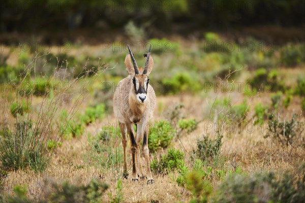 Roan Antelope (Hippotragus equinus) in the dessert, captive, distribution Africa