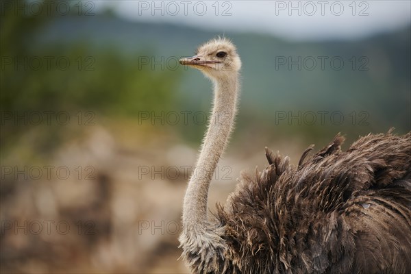 Common ostrich (Struthio camelus) female in the dessert, captive, distribution Africa