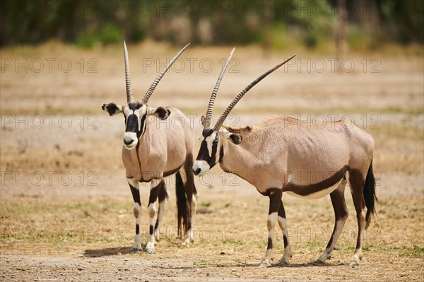 South African oryx (Oryx gazella) in the dessert, captive, distribution Africa