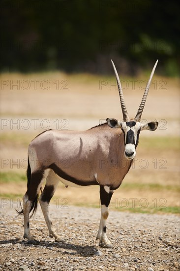 South African oryx (Oryx gazella) in the dessert, captive, distribution Africa