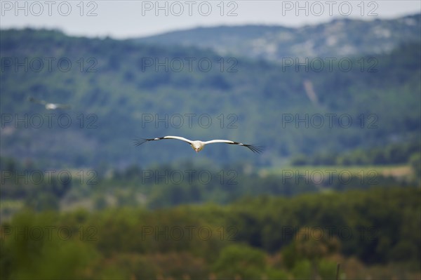 White stork (Ciconia ciconia) flying with hills in the backgound, France, Europe