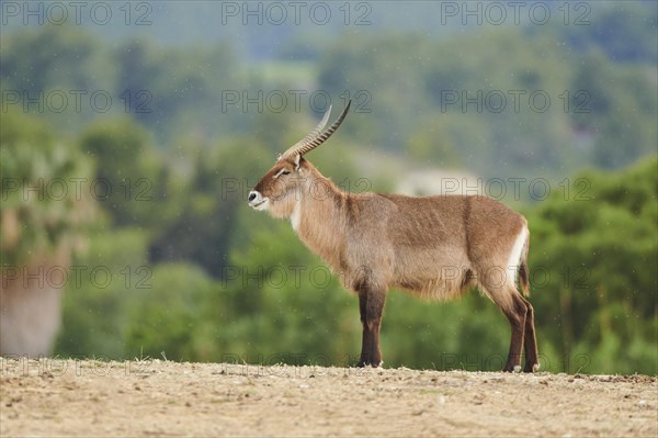 Waterbuck (Kobus defassa) in the dessert, captive, distribution Africa