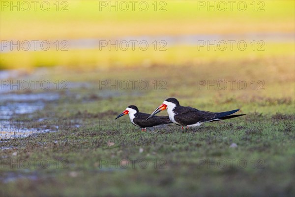 Black-mantled cranesbill (Rynchops nigra) Pantanal Brazil