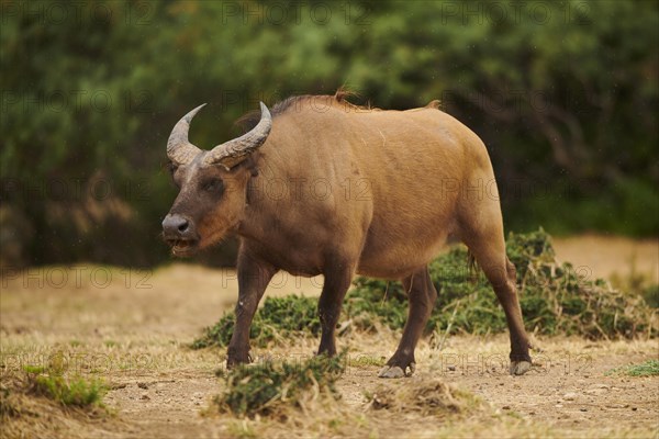 Red buffalo (Syncerus caffer nanus) in the dessert, captive, distribution Africa