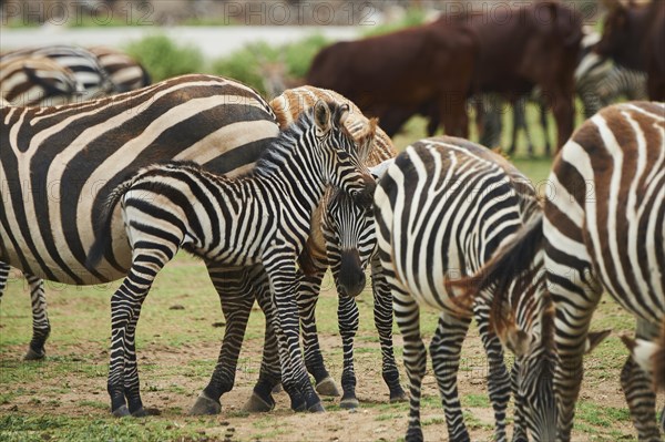 Plains zebra (Equus quagga) foal in the dessert, captive, distribution Africa