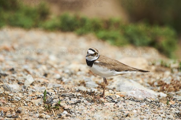 Little ringed plover (Charadrius dubius) on the ground, France, Europe