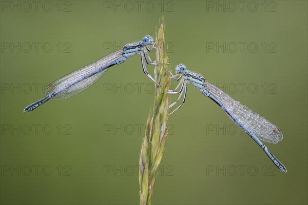 Platycnemididae