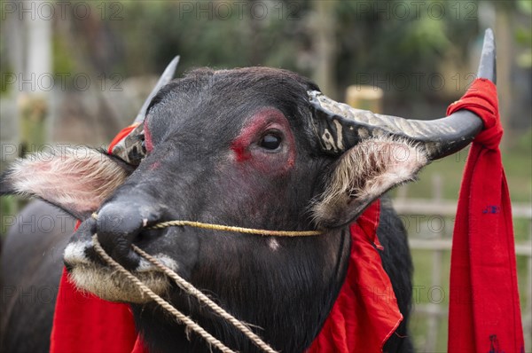 A decorated buffalo during traditional Moh-Juj (Buffalo fight) competition as a part of Magh Bihu Festival on January 16, 2024 in Ahatguri, India. Traditional Buffalo fights organised in different parts of Assam, during the harvest festival Magh Bihu or Bhogali Bihu since the Ahom rule. The practice was discontinued in 2014 after a Supreme Court order, the event resumed this year in adherence to Standard Operating Procedures (SOP) laid down by the Assam Government