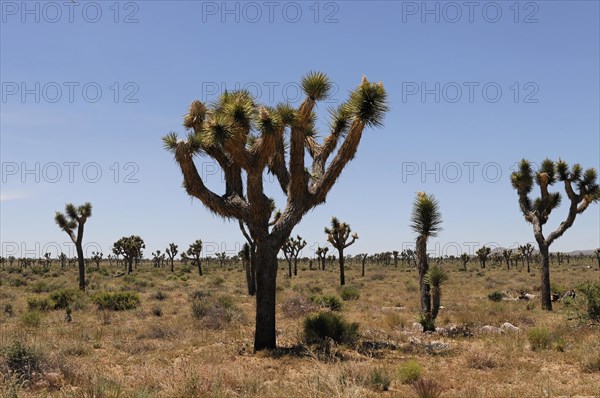 Joshua trees (Yucca brevifolia), Joshua Tree National Park, Palm Desert, Southern California, USA, North America