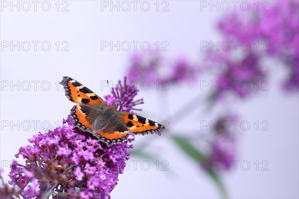 Small tortoiseshell (Aglais urticae), on butterfly bush or butterfly-bush (Buddleja davidii), high-key image, Wilden, North Rhine-Westphalia, Germany, Europe