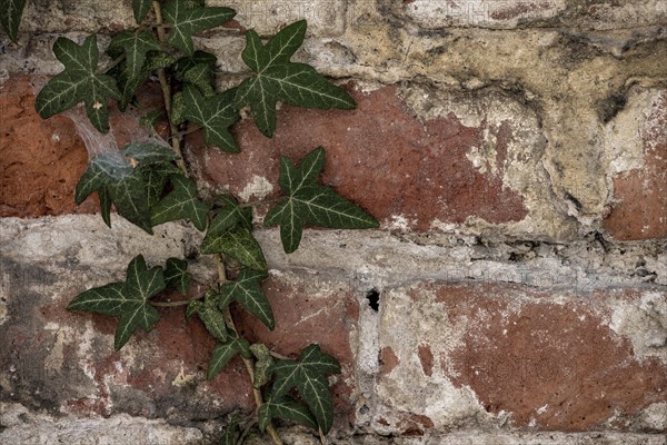 Brick masonry with common ivy (Hedera helix), Munich, Bavaria, Germany, Europe