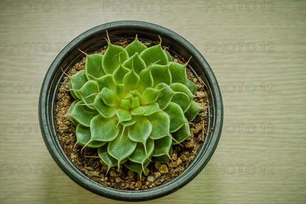 Small green cactus belonging to the family of Crassulaceae in a flower pot filled with dirt sitting on brown grained table viewed from top