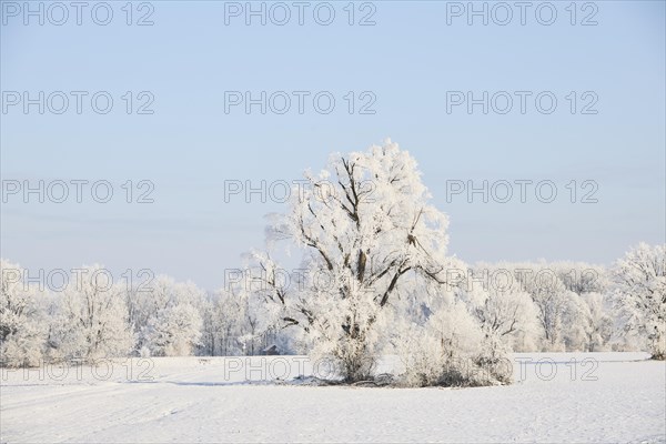 Snowy winter landscape near Polling an der Ammer. Polling, Paffenwinkel, Upper Bavaria, Germany, Europe